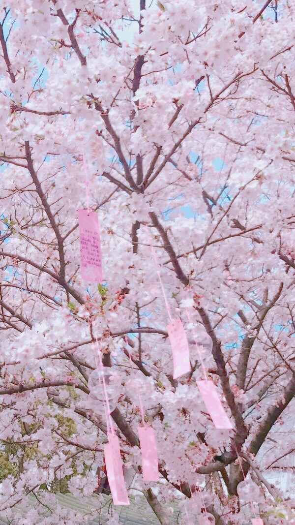 壁纸 平铺 樱花 少女心