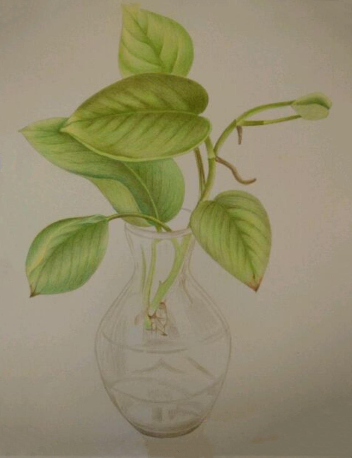 彩铅手绘(植物)