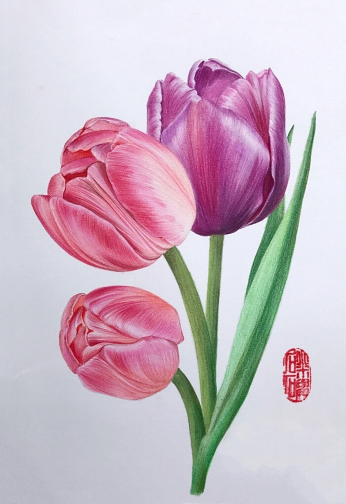 彩铅 郁金香作者:via@小米与石石