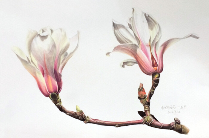 彩铅花卉(玉兰)作者:via@小米与石石