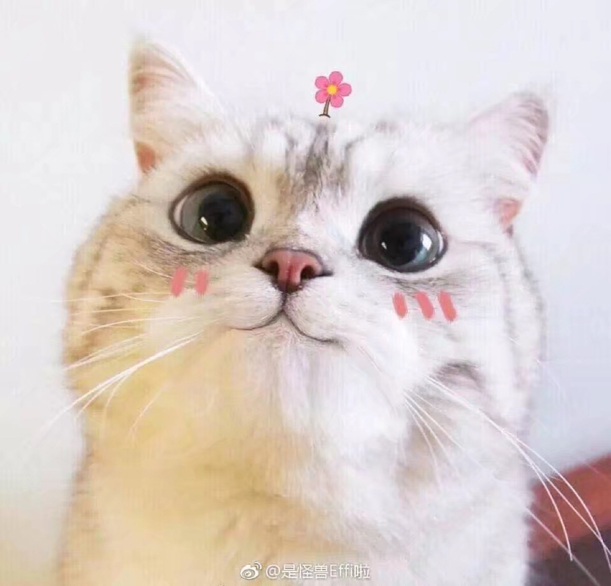 萌宠软妹子可爱头像