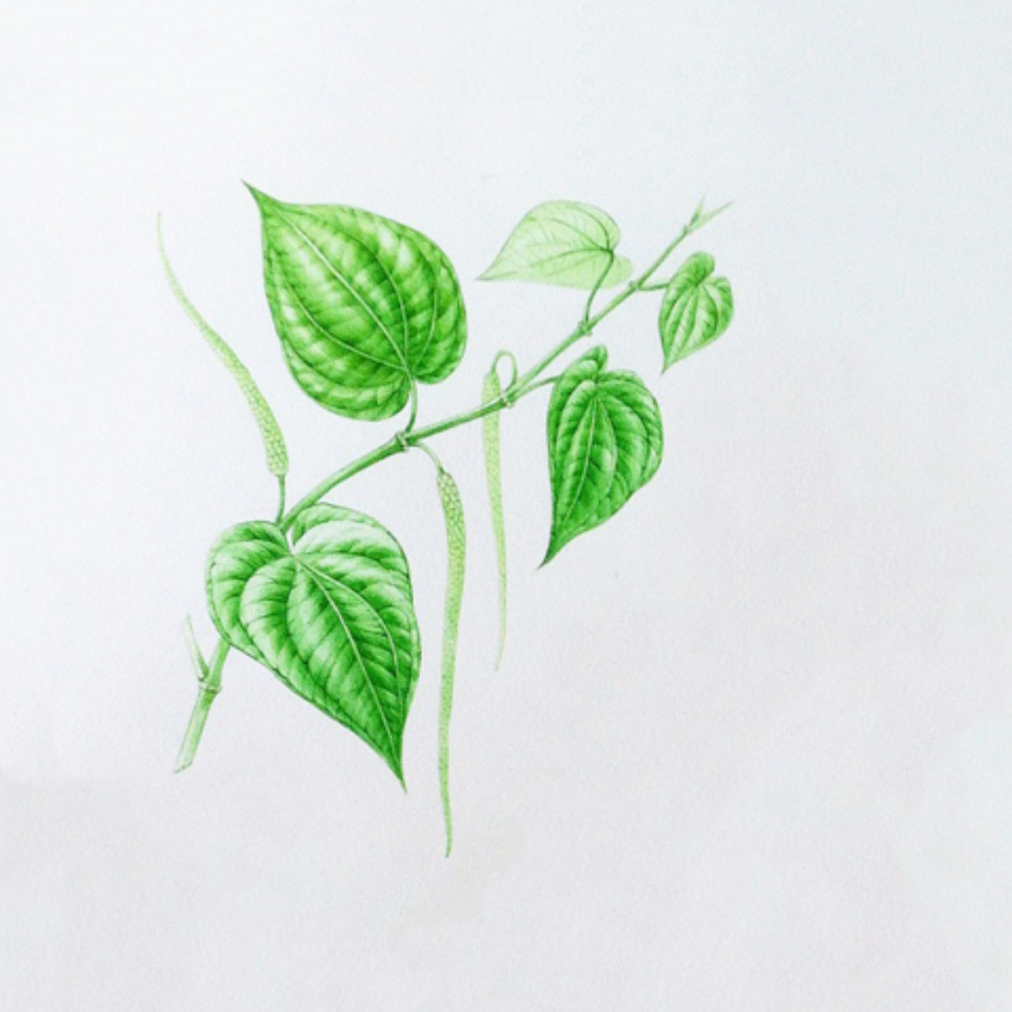 简单彩铅画小清新植物图片