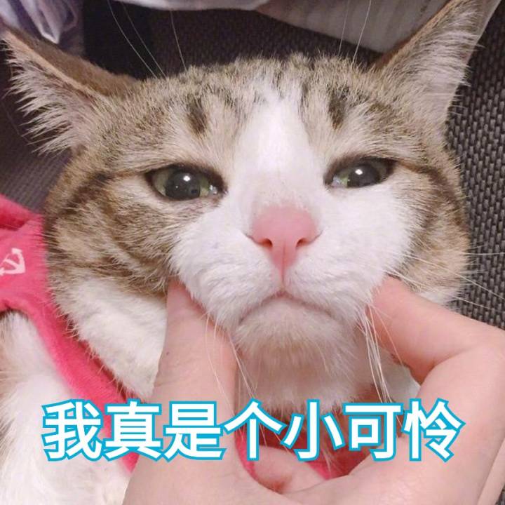 软妹仙女少女猫咪表情包