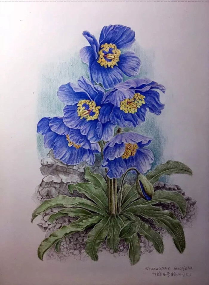 彩铅花卉|画花世界的团练展彩铅结课大群.画花世界"心之旅" 临摹写生