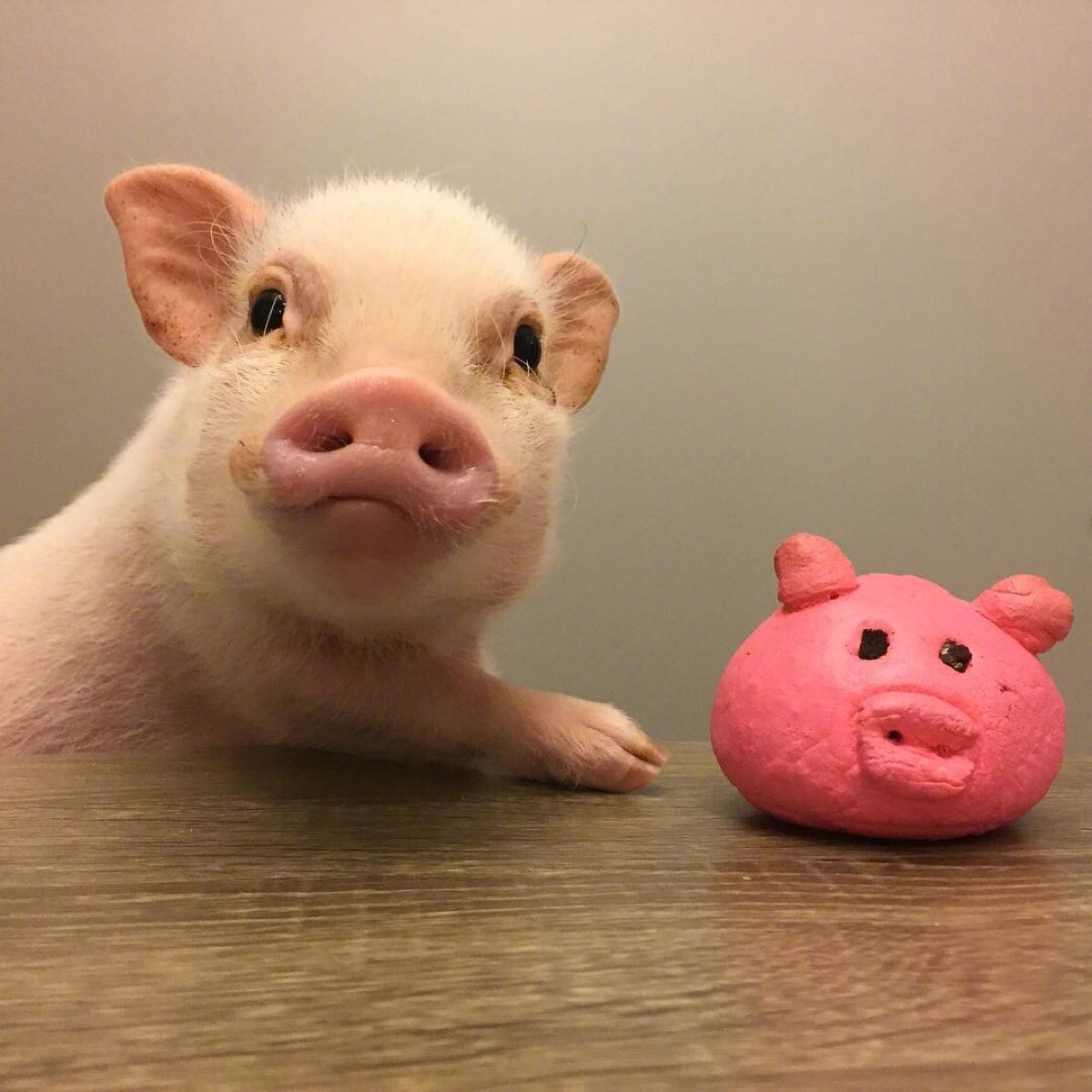 猪猪头像萌宠图片