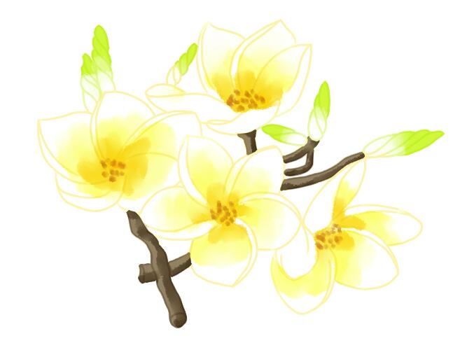 鸡蛋花 