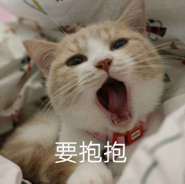 萝莉 软妹 仙女 少女 情侣 头像 猫咪表情包
