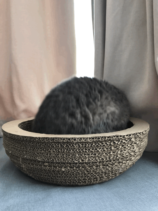 羡慕肥猫的睡眠质量,任何时候往那儿一躺,两分钟就呼噜上了