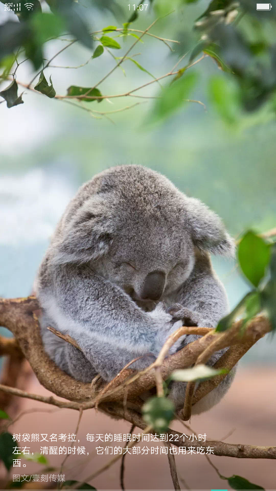 树袋熊 