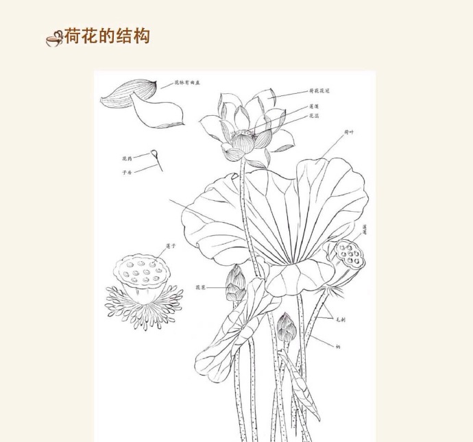 荷花分解结构图 组成图片