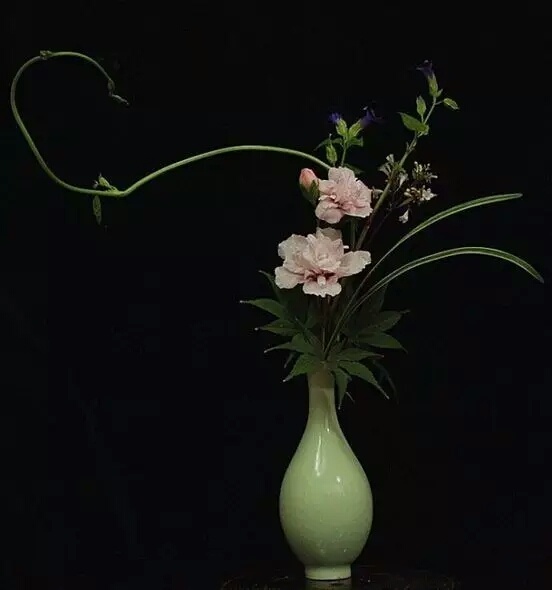 插花艺术# 中华插花艺术以自然式线条型为主,可以说线为插花造型之骨