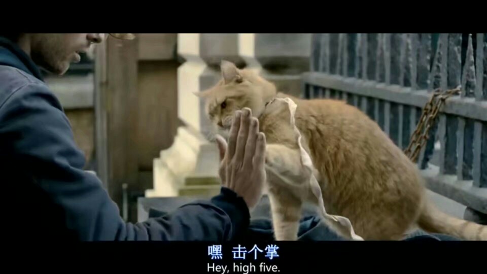 2017年9月1日 18:33 关注 截自《流浪猫鲍勃 评圹 收藏