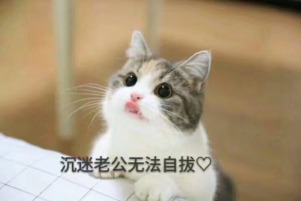 表情撒娇表情可爱萌宠猫咪包过日子突然没法图片