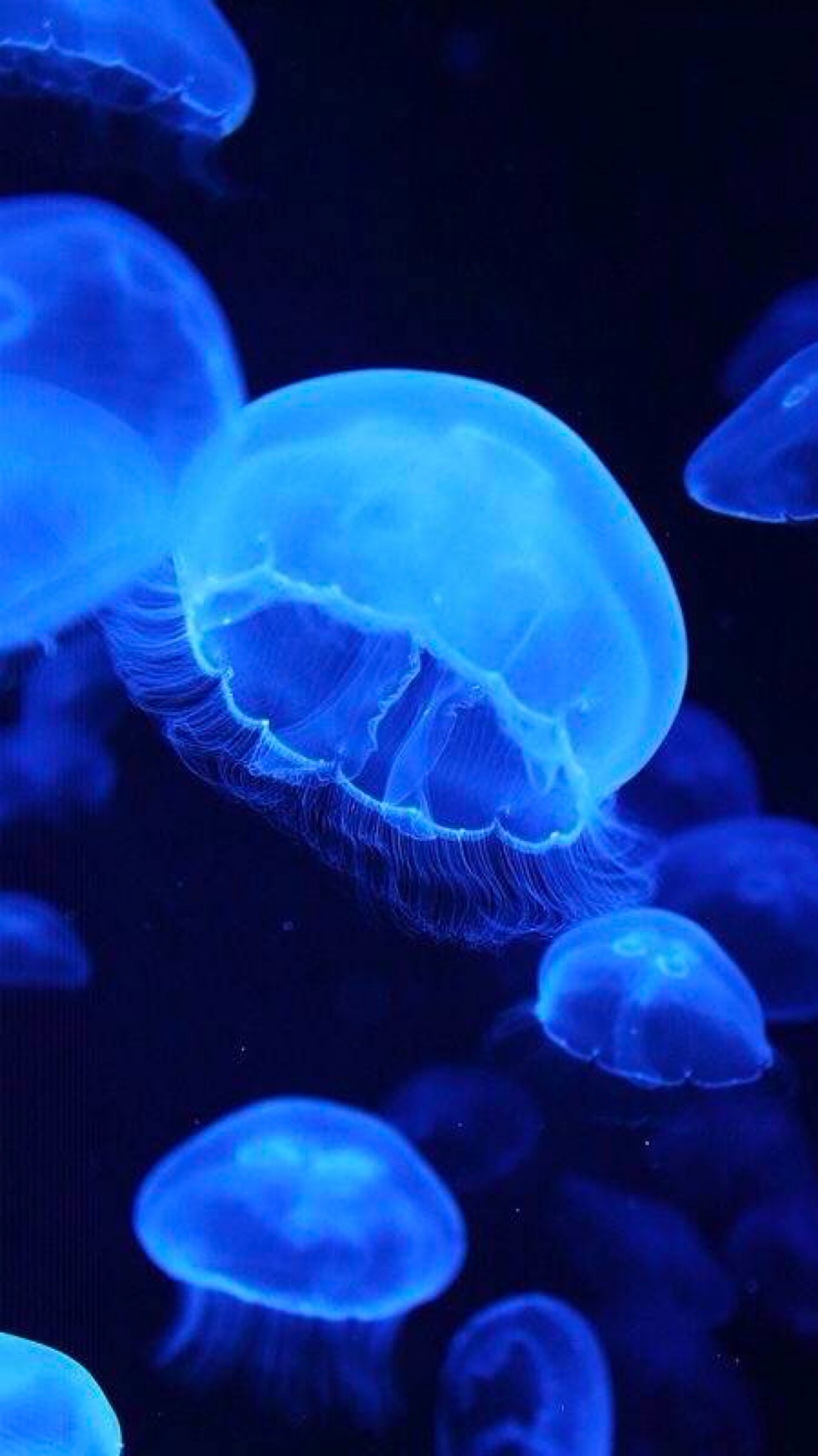 日本荧光水母图片