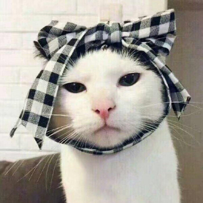 情侣头像 猫咪