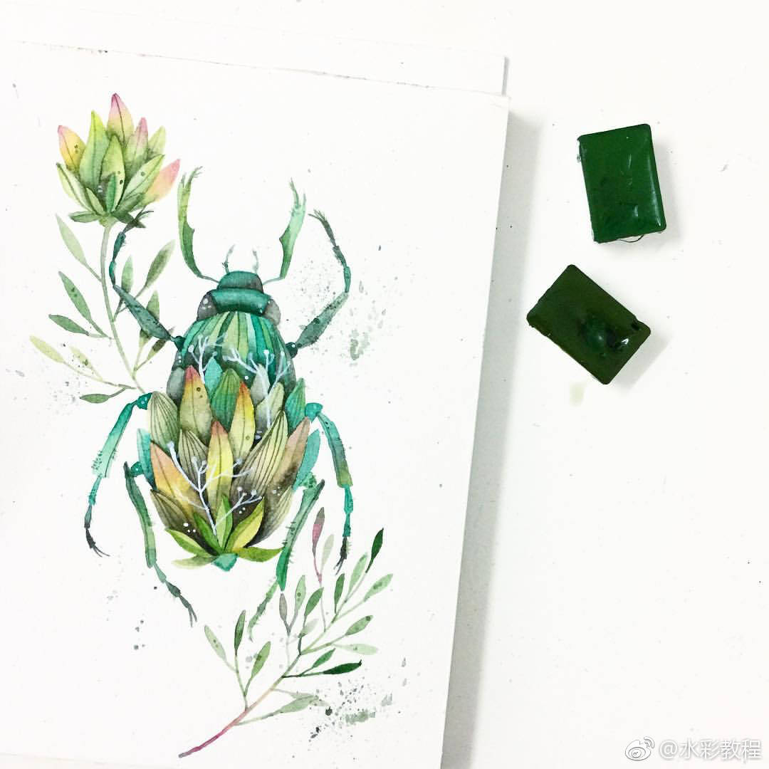 水彩动物,甲虫