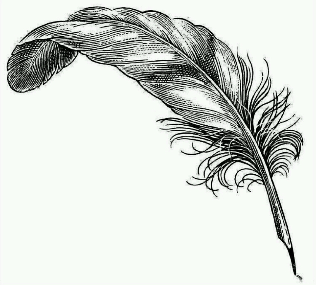 简单的羽毛画法，一支笔就可以搞定_哔哩哔哩_bilibili
