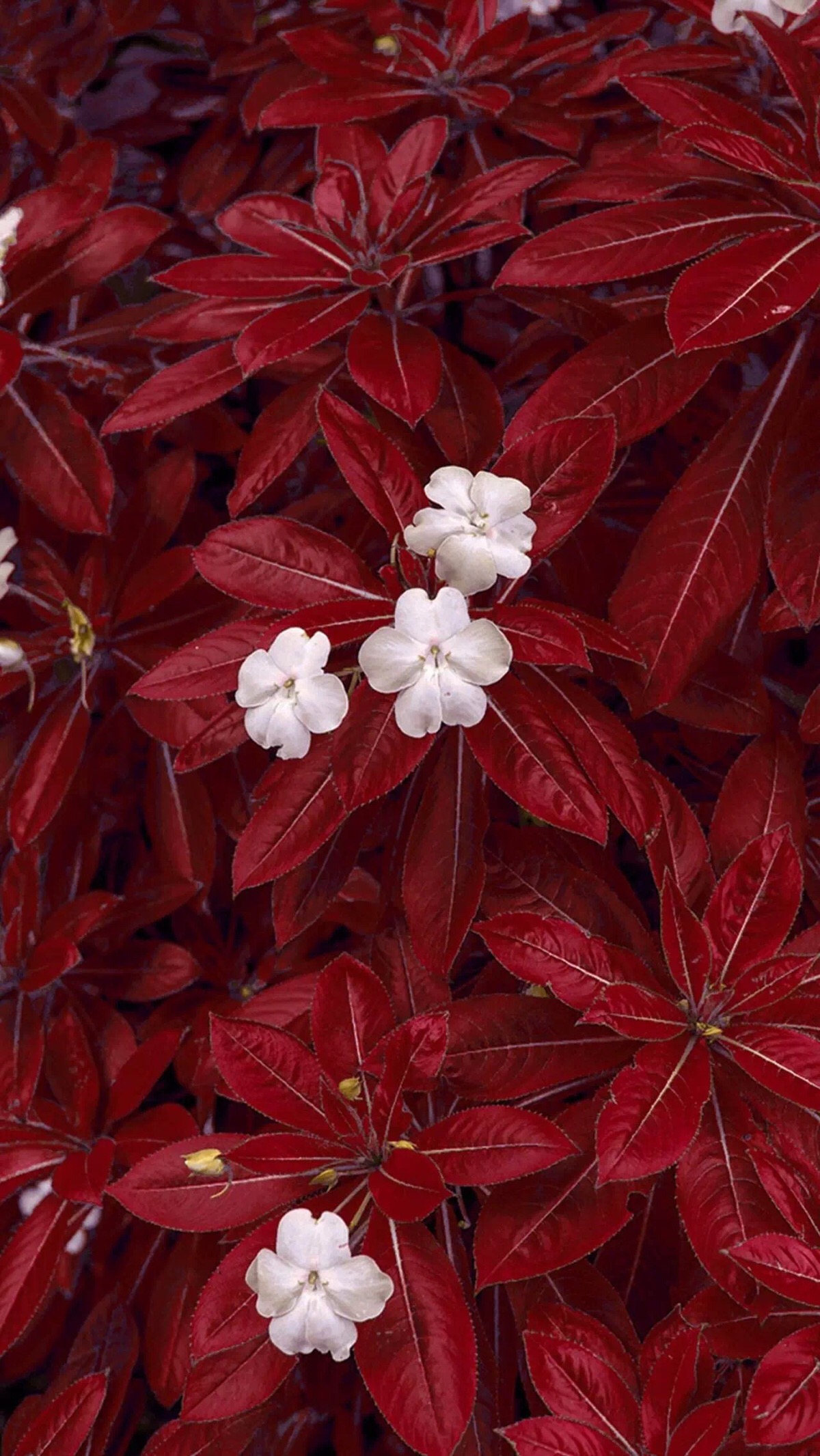 壁纸 白花 红叶