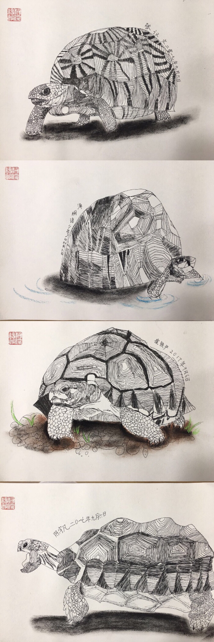 线描学生-龟