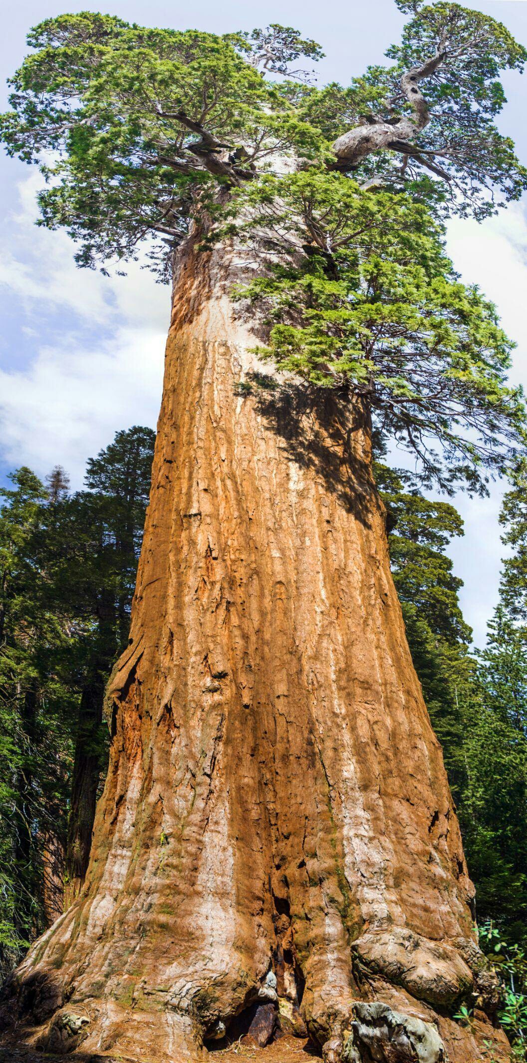 世界第一巨树图片