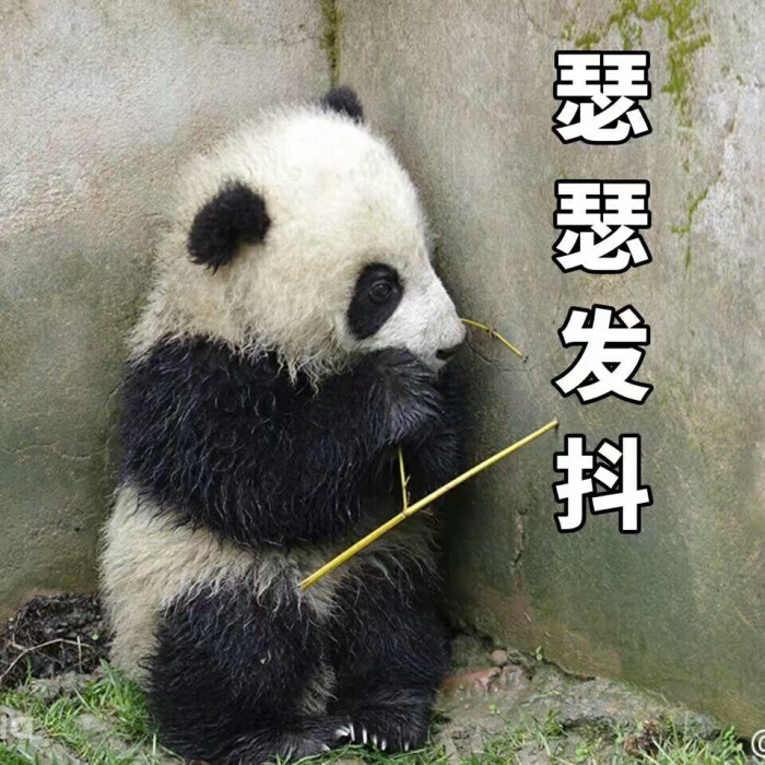 文字系列 厉害了 装逼大神 蛤蛤蛤 魔性 喵咪表情包 文字系列 搞笑