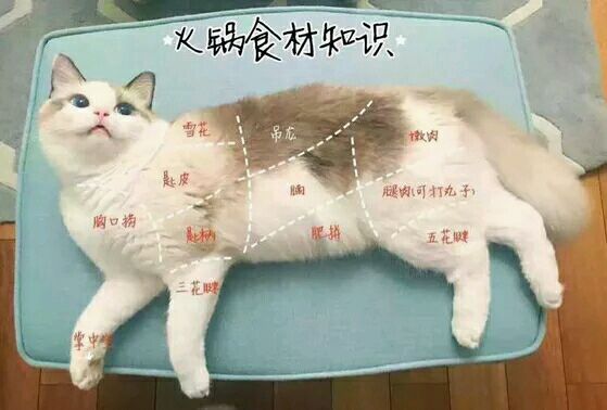 猫变成v表情表情自罚表情包图片