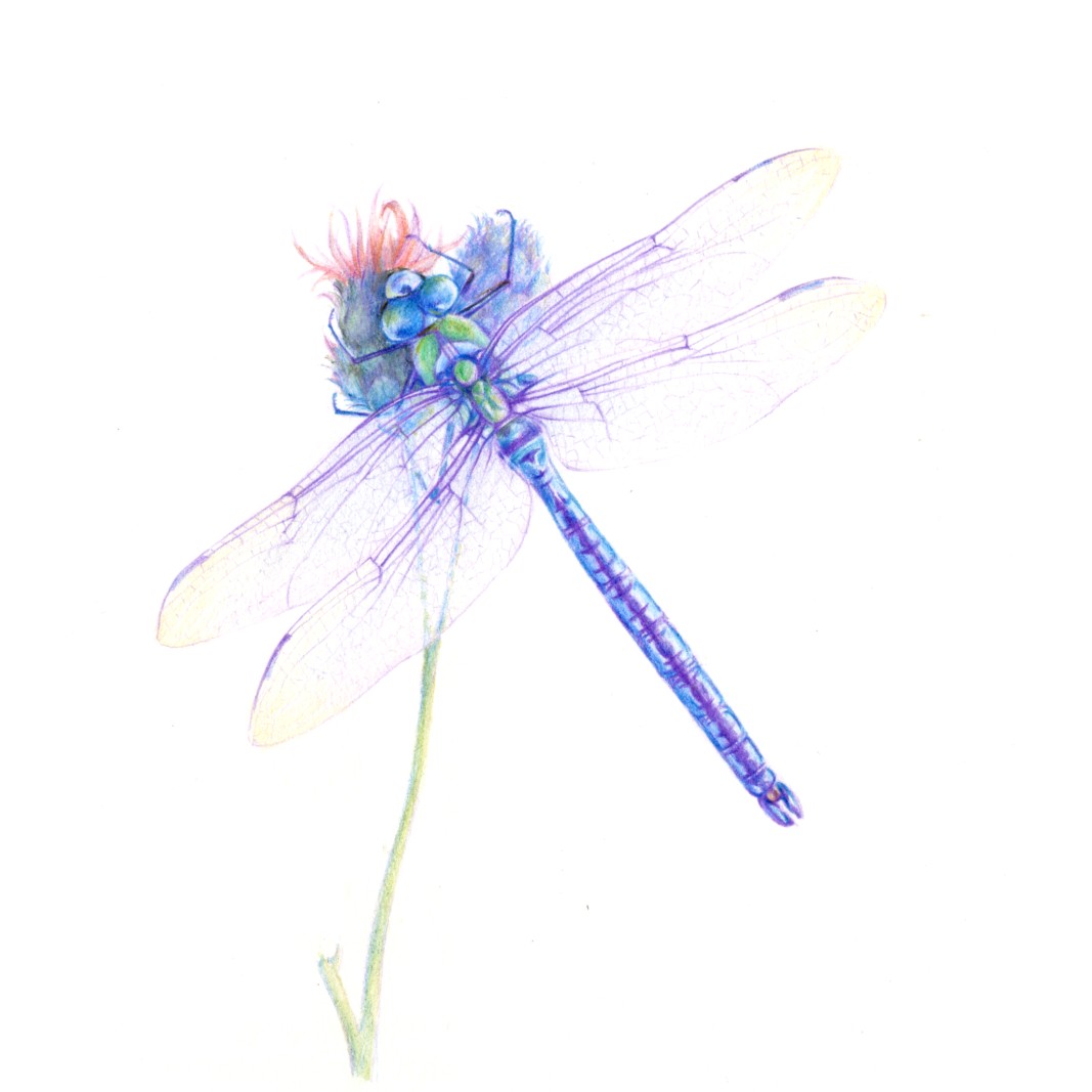蜻蜓彩铅简单图片