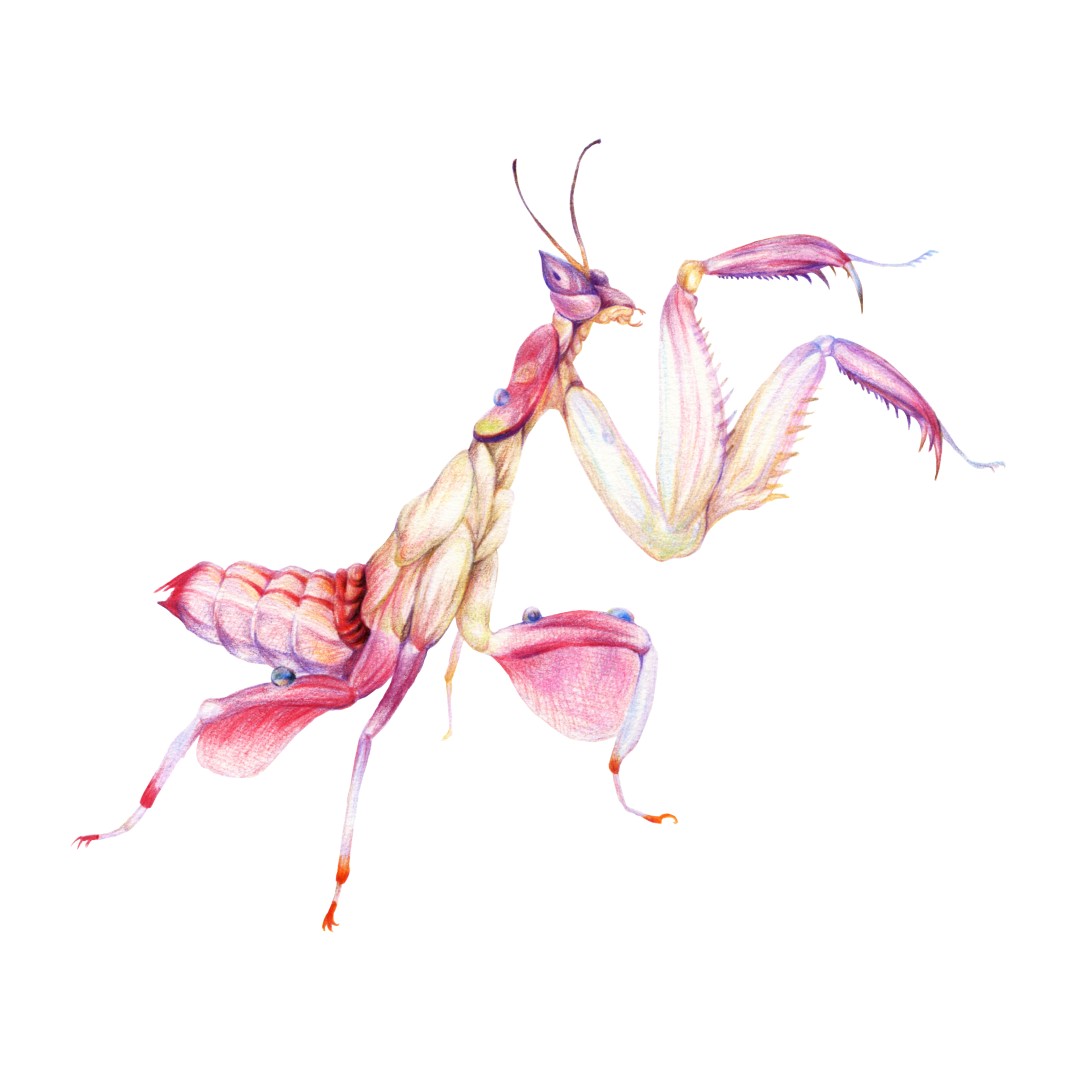 彩铅手绘螳螂