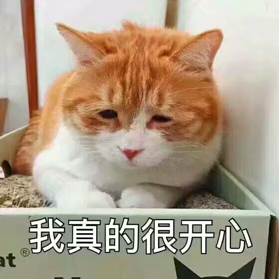 猫表情包