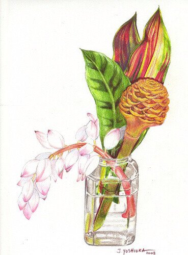 彩铅手绘静物插画