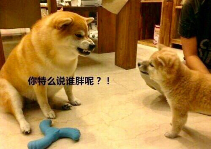 狗狗表情你特么说谁胖呢表情狐狸包动态图片