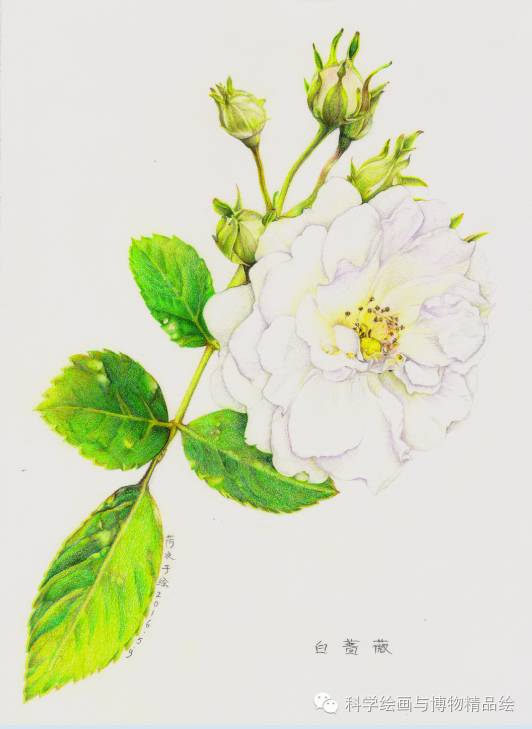 彩铅花卉(白蔷薇)