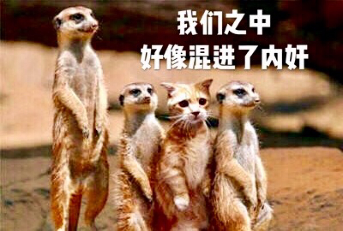 猫鼬猫咪表情包 "我们之中好像混进了内奸"