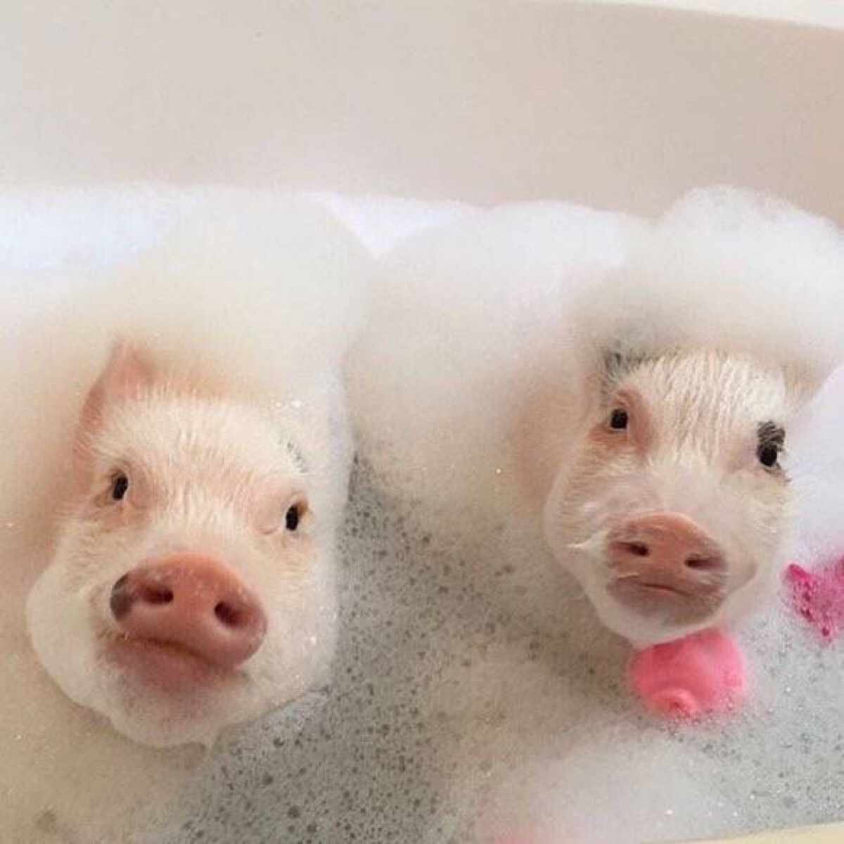 养猪的情侣头像图片