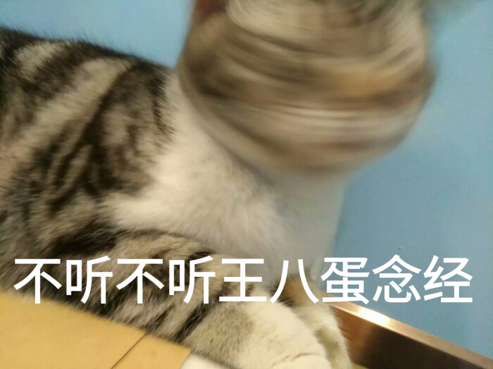 猫猫图片摇头晃脑不听不听王八蛋念经问某某在吗的表情表情图片