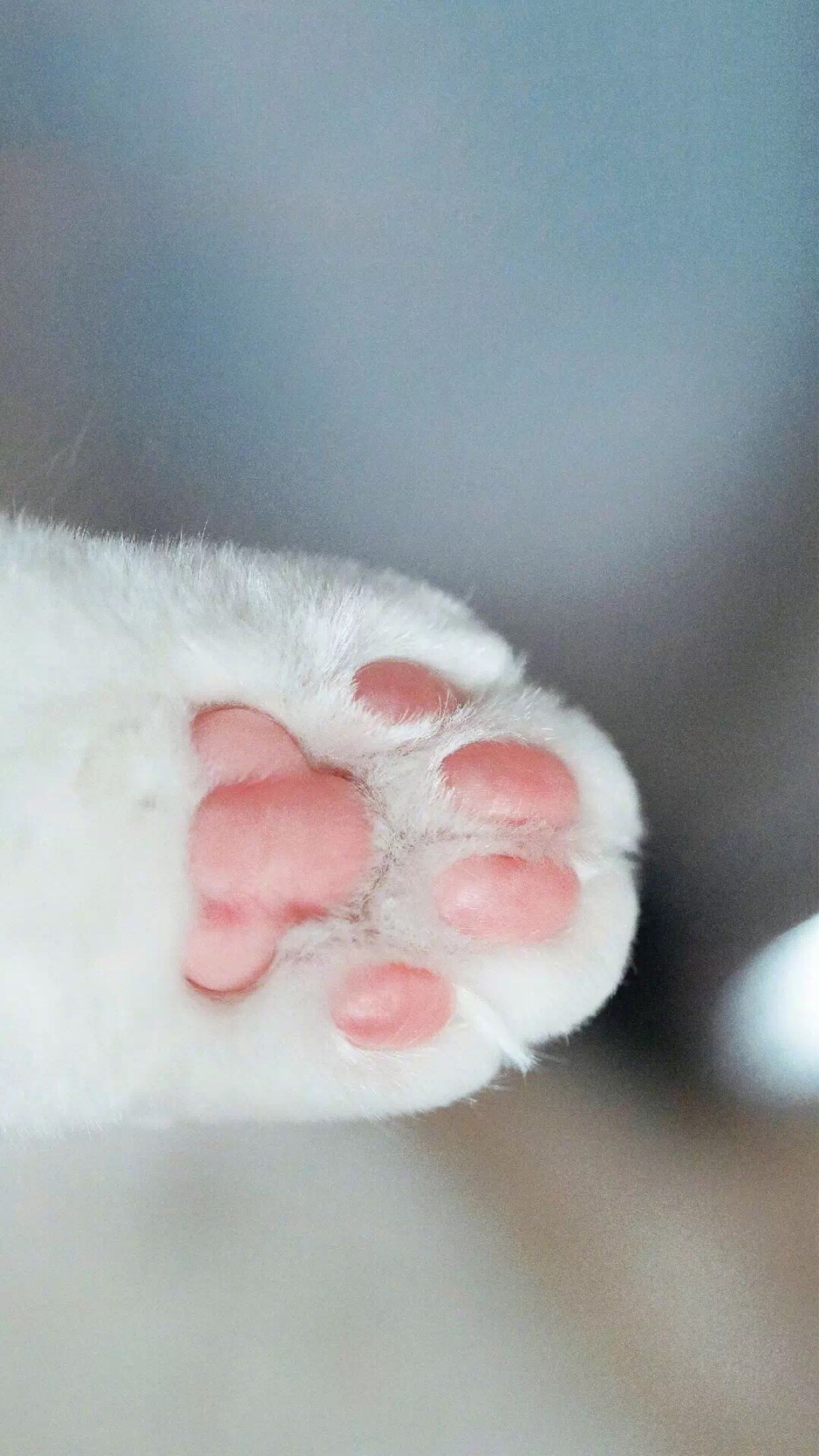 手机壁纸猫爪