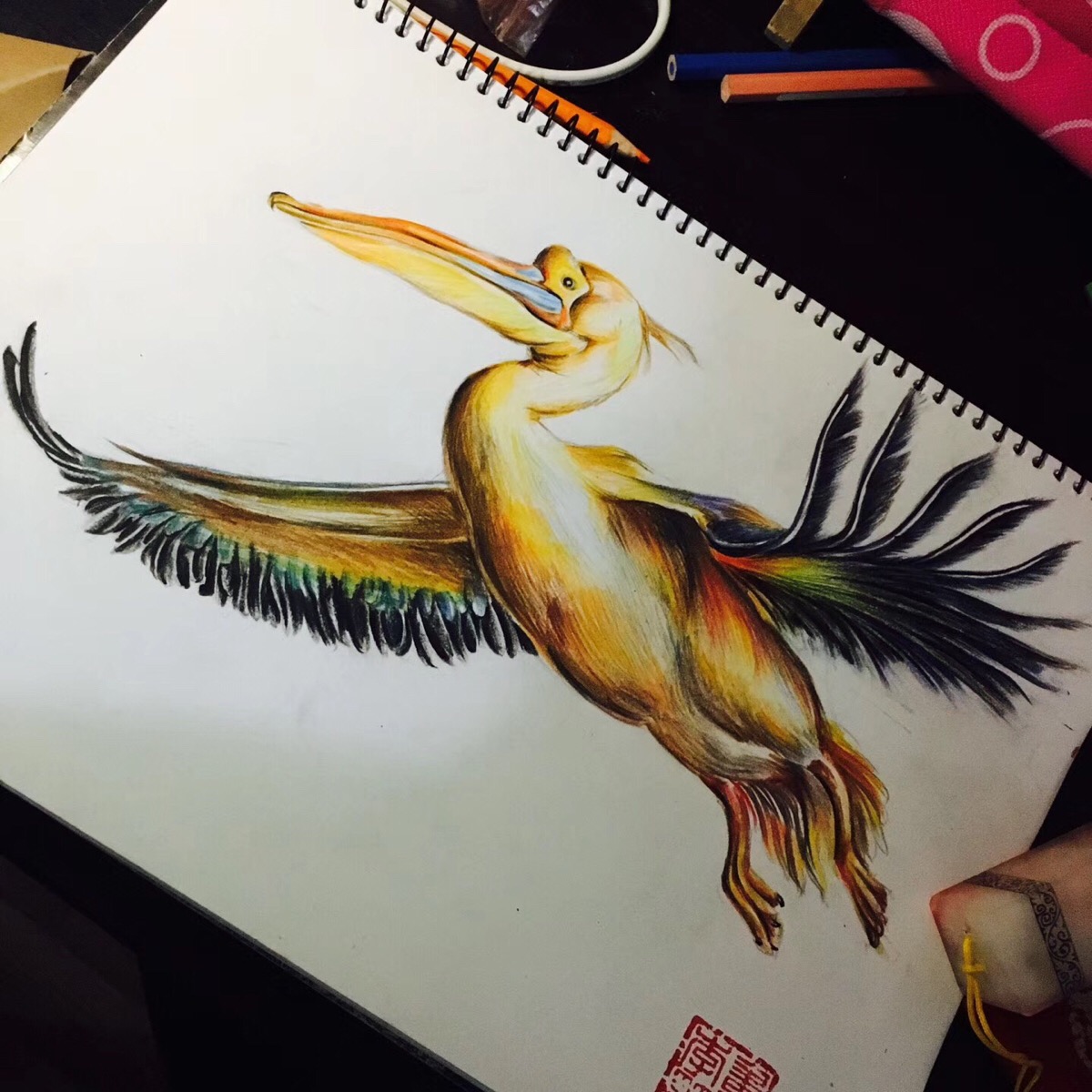 学名白鹈鹕画的时候感觉像烤鸭