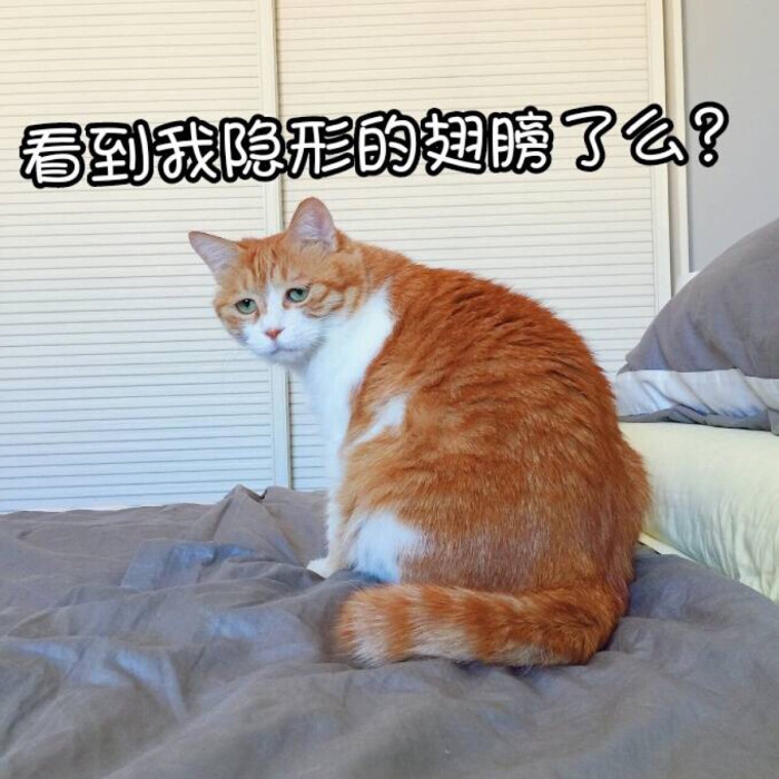 表情看到我隐形的表情了么-堆糖,美好生活研起翅膀包对比图片