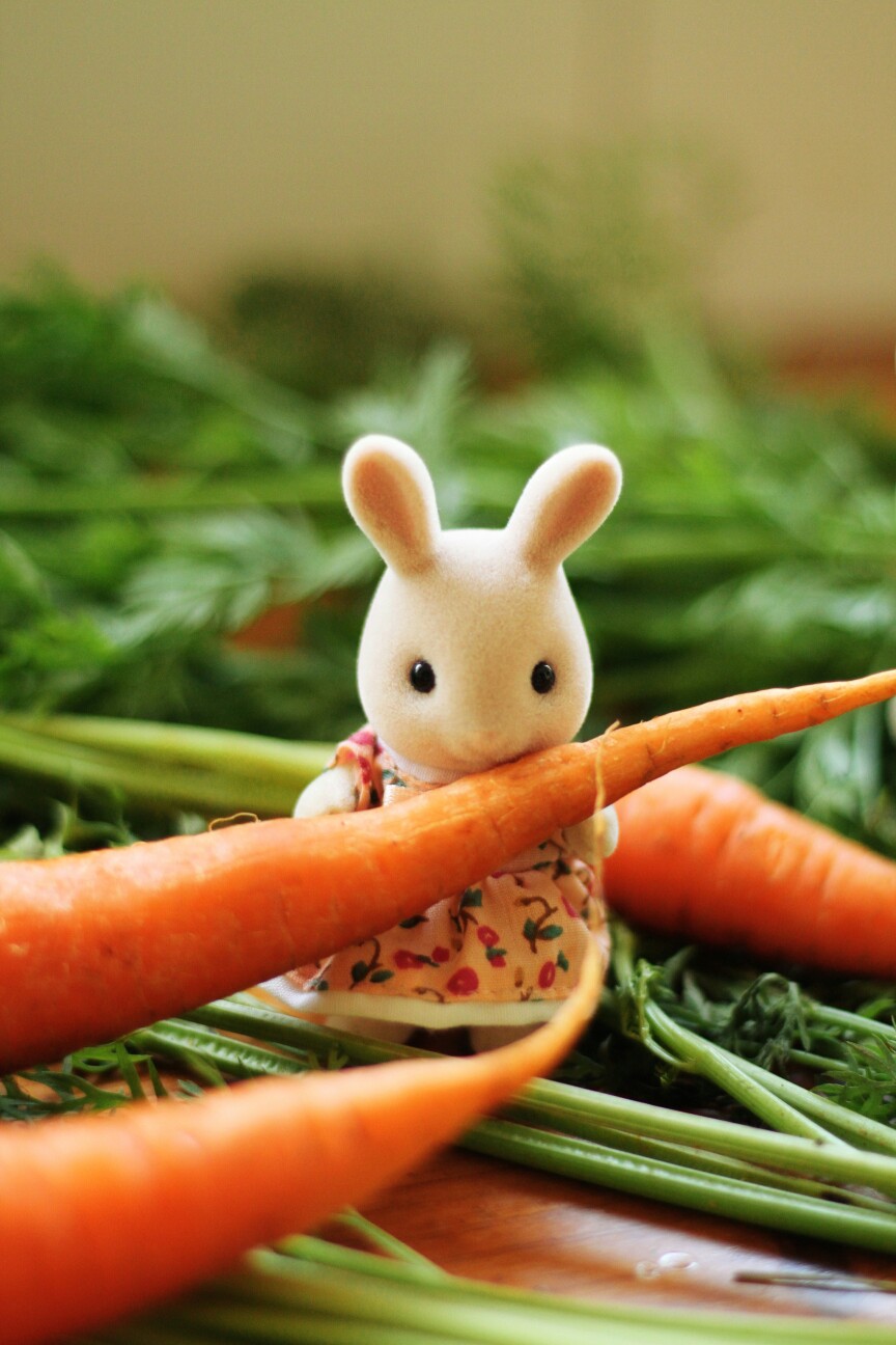 兔纸和胡萝卜