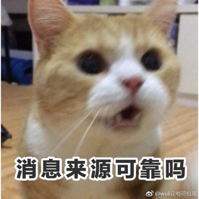 猫表情消息来源可靠-堆糖,美好生活研究所表情包上火的图图片