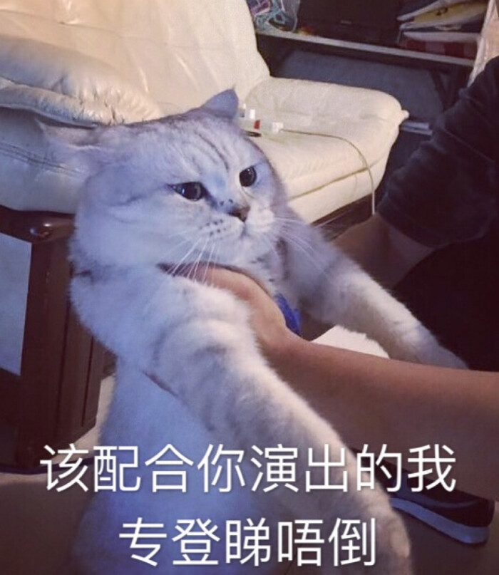 该配合你演出的我猫动态-堆糖,美好生活研究马云微信表情表情包图片