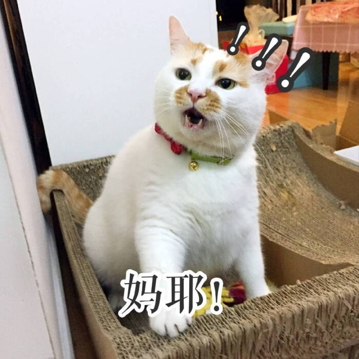 别问我最想撸表情娘,帧帧楼板,怕…-堆搞笑的成猪吃图图片