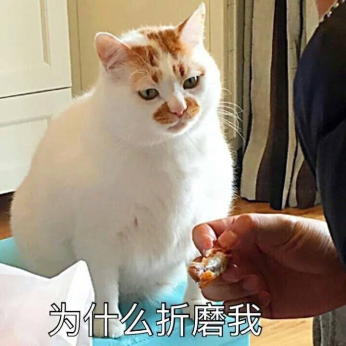 表情包 为什么折磨我