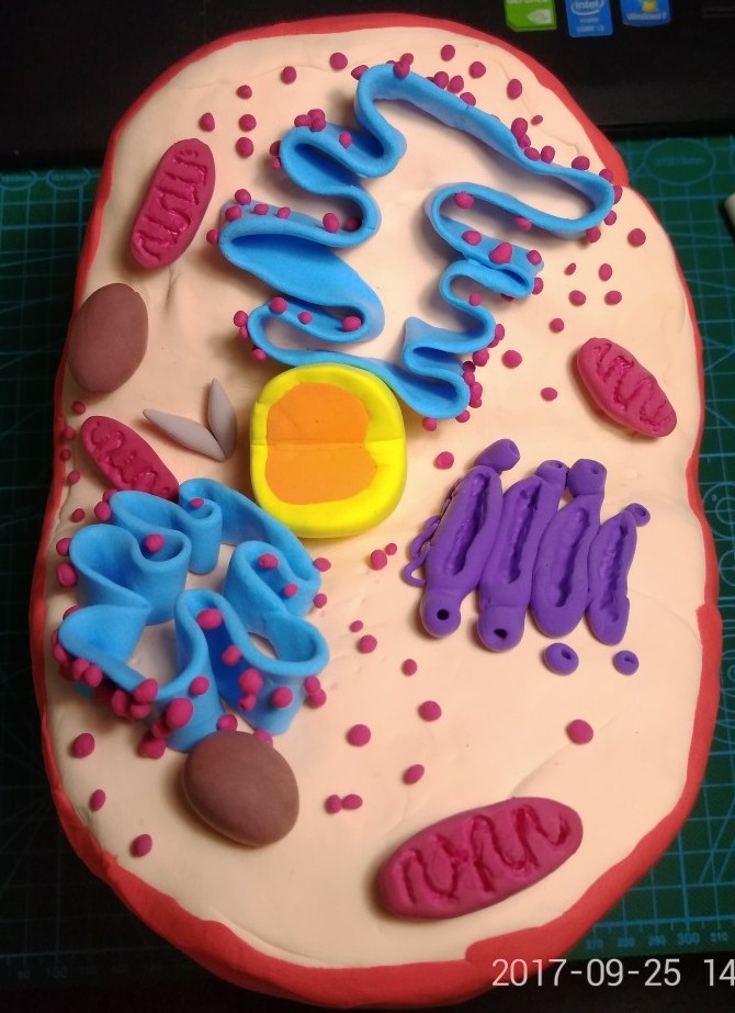 细胞膜橡皮泥模型图片