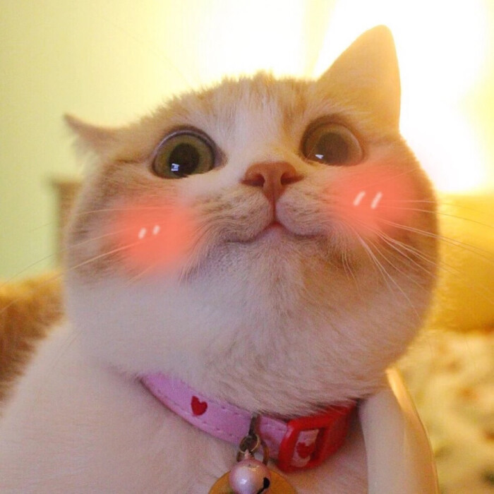 表情包猫