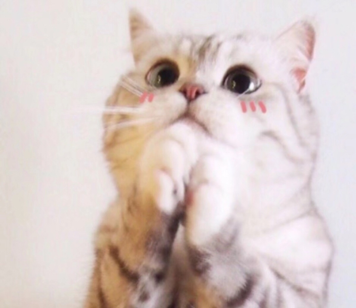 猫搓手手表情包图片
