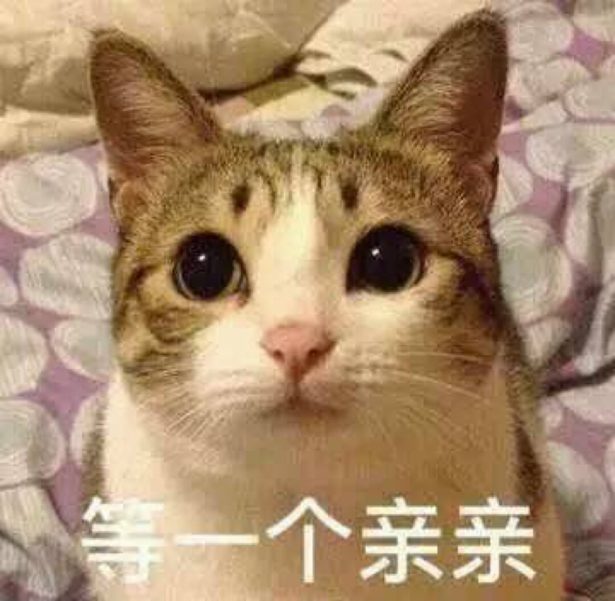 等一个亲亲