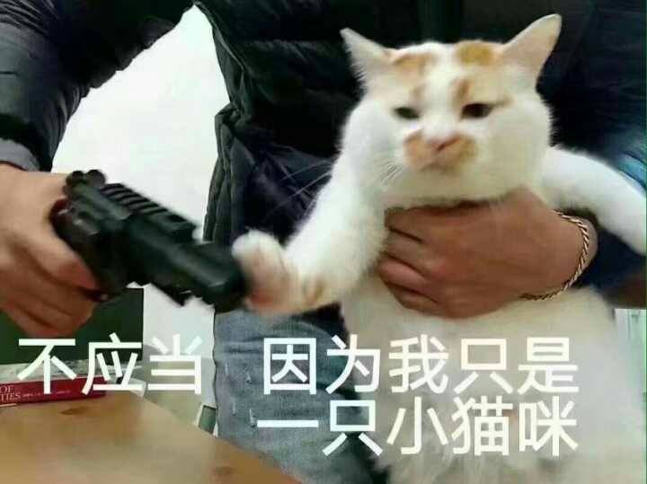 别问我为什么最想撸楼板娘,帧帧表情包,怕是成精了 小橘猪(是田园猪啦