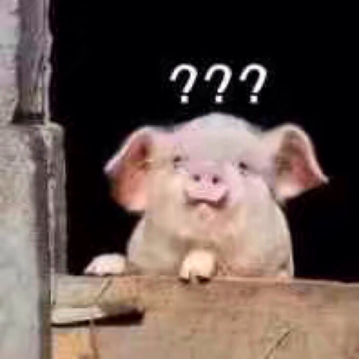 猪 表情包
