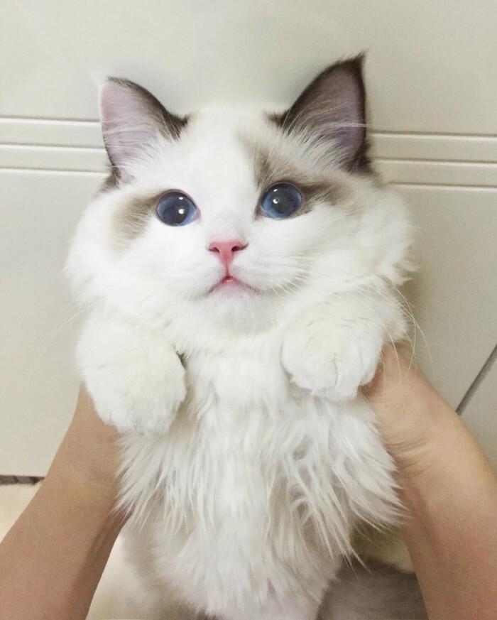 情头 猫 可爱 萌 头像 表情包 搞笑